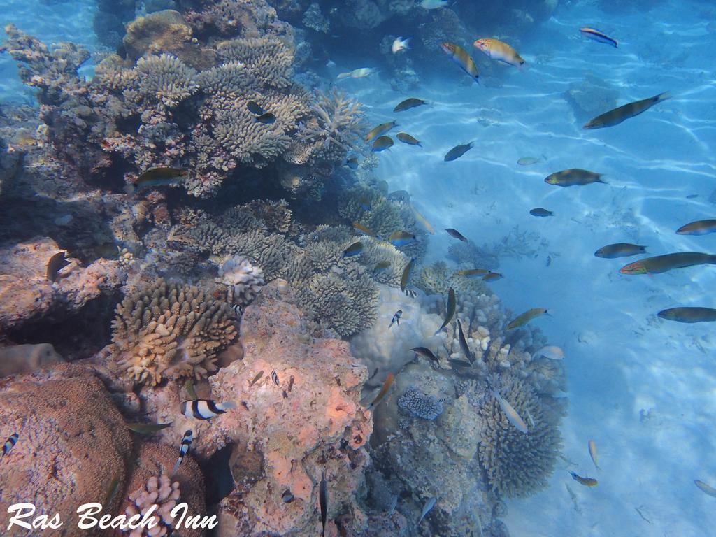 Ras Beach Inn Rasdhoo Dış mekan fotoğraf